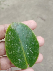 Garcinia gummi-gutta