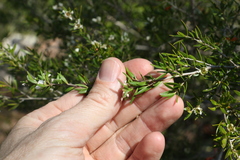 Leptospermum variabile