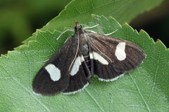 Anania luctualis