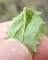 Jamesbrittenia racemosa