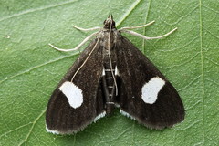 Anania luctualis