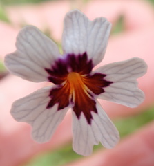 Jamesbrittenia racemosa