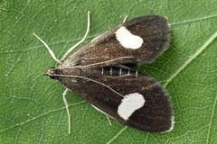 Anania luctualis