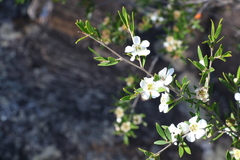 Leptospermum variabile