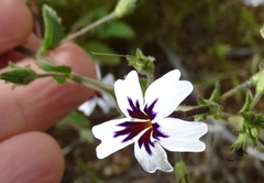 Jamesbrittenia racemosa