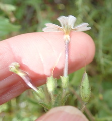 Jamesbrittenia racemosa