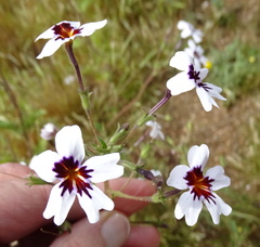 Jamesbrittenia racemosa