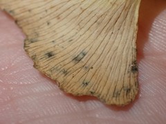Bartheletia paradoxa