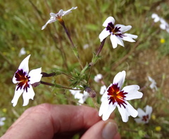 Jamesbrittenia racemosa