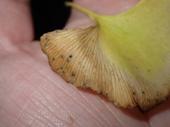 Bartheletia paradoxa