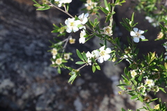 Leptospermum variabile