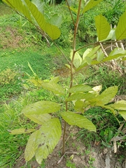 Nephelium lappaceum