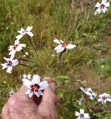Jamesbrittenia racemosa
