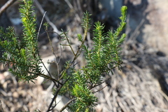 Acacia brunioides