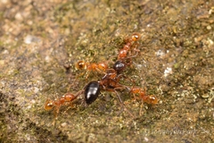 Pheidole fervida