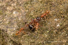 Pheidole fervida