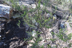 Acacia brunioides