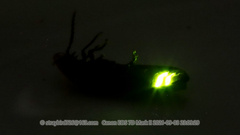 Pyrocoelia pectoralis