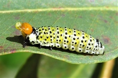 Paropsisterna pictipes