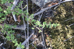 Gonocarpus teucrioides