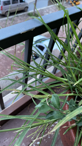 Goose Grass