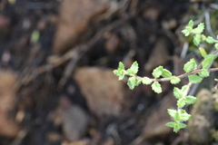 Gonocarpus teucrioides