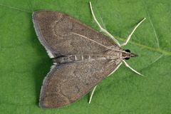 Anania terrealis