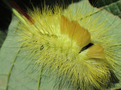 Calliteara pseudabietis