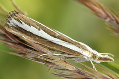 Catoptria fulgidella