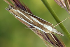 Catoptria fulgidella