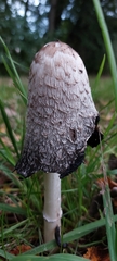 Coprinus comatus