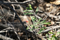 Grevillea linsmithii
