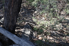 Grevillea linsmithii