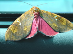 Miniodes discolor