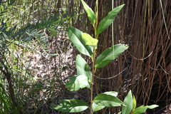 Pomaderris argyrophylla