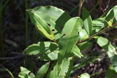 Pomaderris argyrophylla