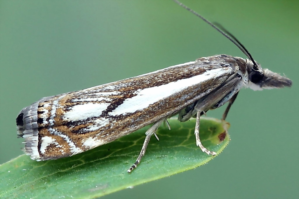 Crambus alienellus