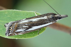Crambus alienellus