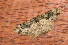 Parapholodes fuliginea