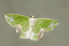 Protuliocnemis partita