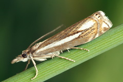 Crambus ericella
