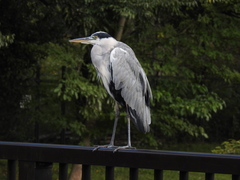 Ardea cinerea