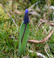 Muscari latifolium