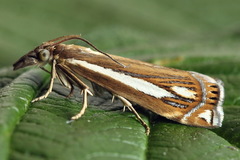 Crambus ericella