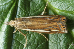 Crambus ericella