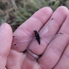 Sympetrum danae