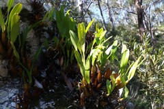 Dendrobium monophyllum