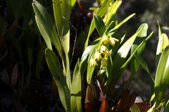 Dendrobium monophyllum