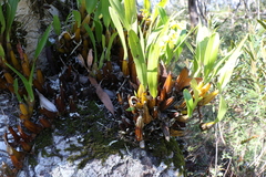 Dendrobium monophyllum