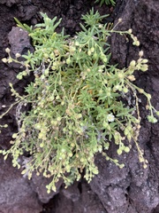 Spergularia azorica